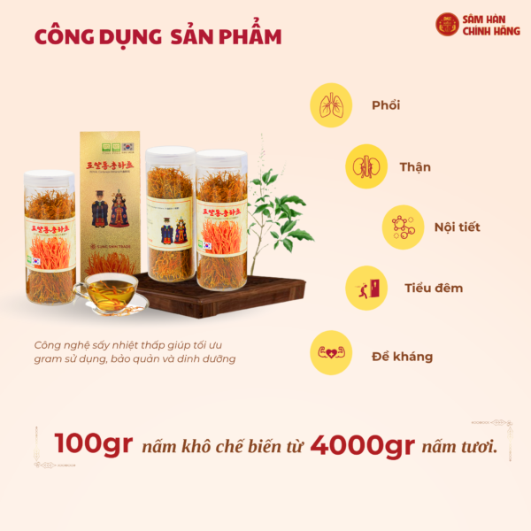 Bông đông trùng hạ thảo khô