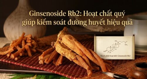 Ginsenoside Rb2: Hoạt chất quý giúp kiểm soát đường huyết hiệu quả