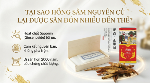 Tại sao hồng sâm nguyên củ lại được săn đón nhiều đến thế?